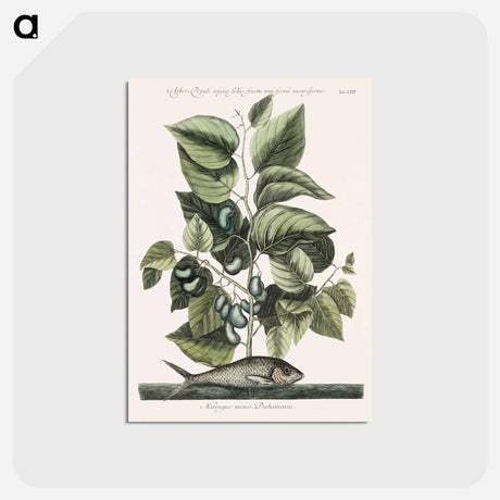 アートポストカード-Pilchard
 - マーク ケイツビー Postcard.