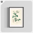 アートポスター-Poison Parsley Illustration
 - 薬用植物学 Poster.