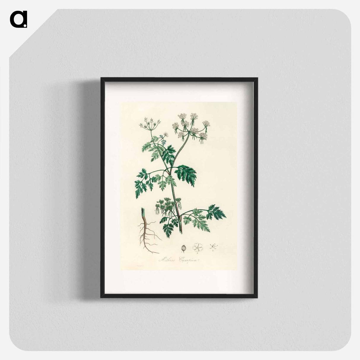 アートポスター-Poison Parsley Illustration
 - 薬用植物学 Poster.