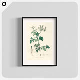 アートポスター-Poison Parsley Illustration
 - 薬用植物学 Poster.