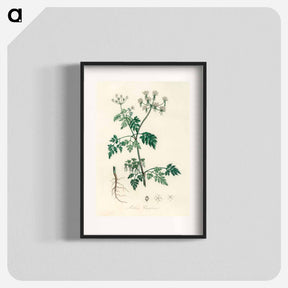 アートポスター-Poison Parsley Illustration
 - 薬用植物学 Poster.