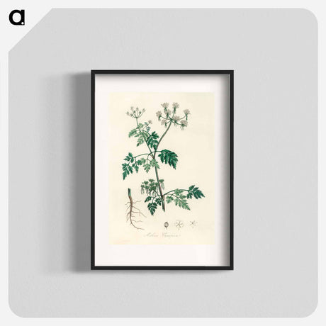 アートポスター-Poison Parsley Illustration
 - 薬用植物学 Poster.