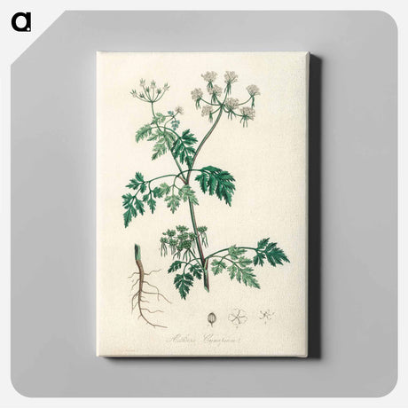 アートパネル-Poison Parsley Illustration
 - 薬用植物学 Canvas.