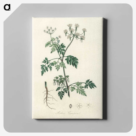 1-78_Medical-Botany_canvas