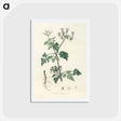 1-78_Medical-Botany_hagaki