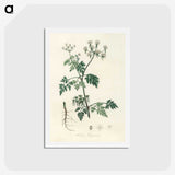 1-78_Medical-Botany_hagaki