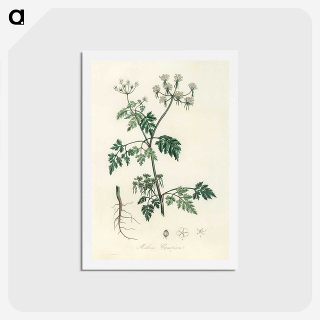 1-78_Medical-Botany_hagaki
