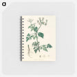 アートメモ帳-Poison Parsley Illustration
 - 薬用植物学 Memo.
