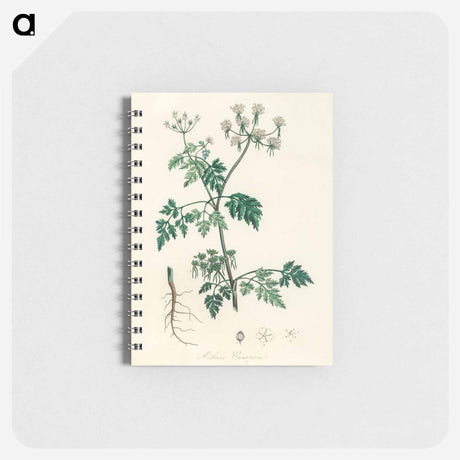 アートメモ帳-Poison Parsley Illustration
 - 薬用植物学 Memo.