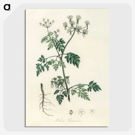 1-78_Medical-Botany_picture-crop