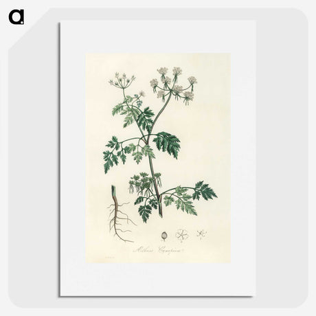 1-78_Medical-Botany_picture