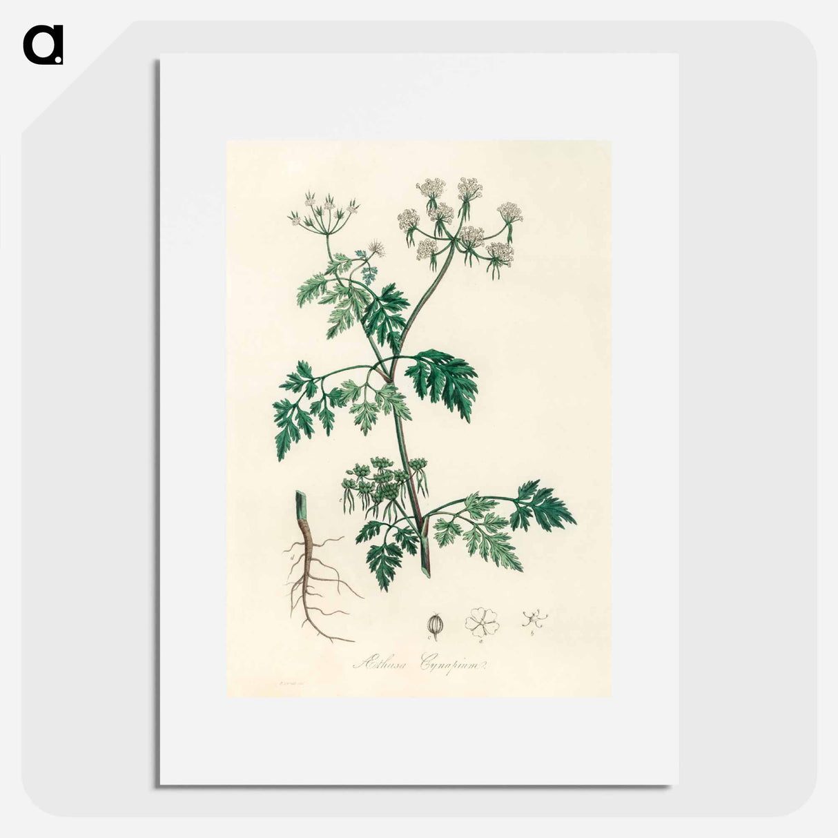 アートポスター-Poison Parsley Illustration
 - 薬用植物学 Poster.