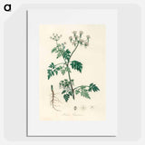 アートポスター-Poison Parsley Illustration
 - 薬用植物学 Poster.