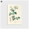 アートポストカード-Poison Parsley Illustration
 - 薬用植物学 Postcard.