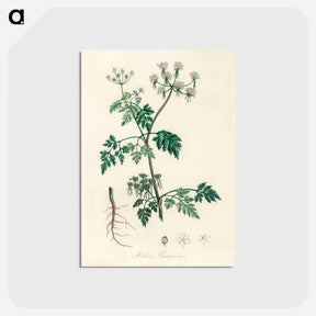 アートポストカード-Poison Parsley Illustration
 - 薬用植物学 Postcard.