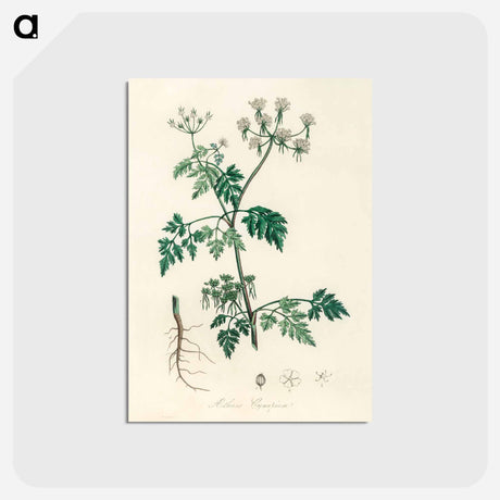 アートポストカード-Poison Parsley Illustration
 - 薬用植物学 Postcard.