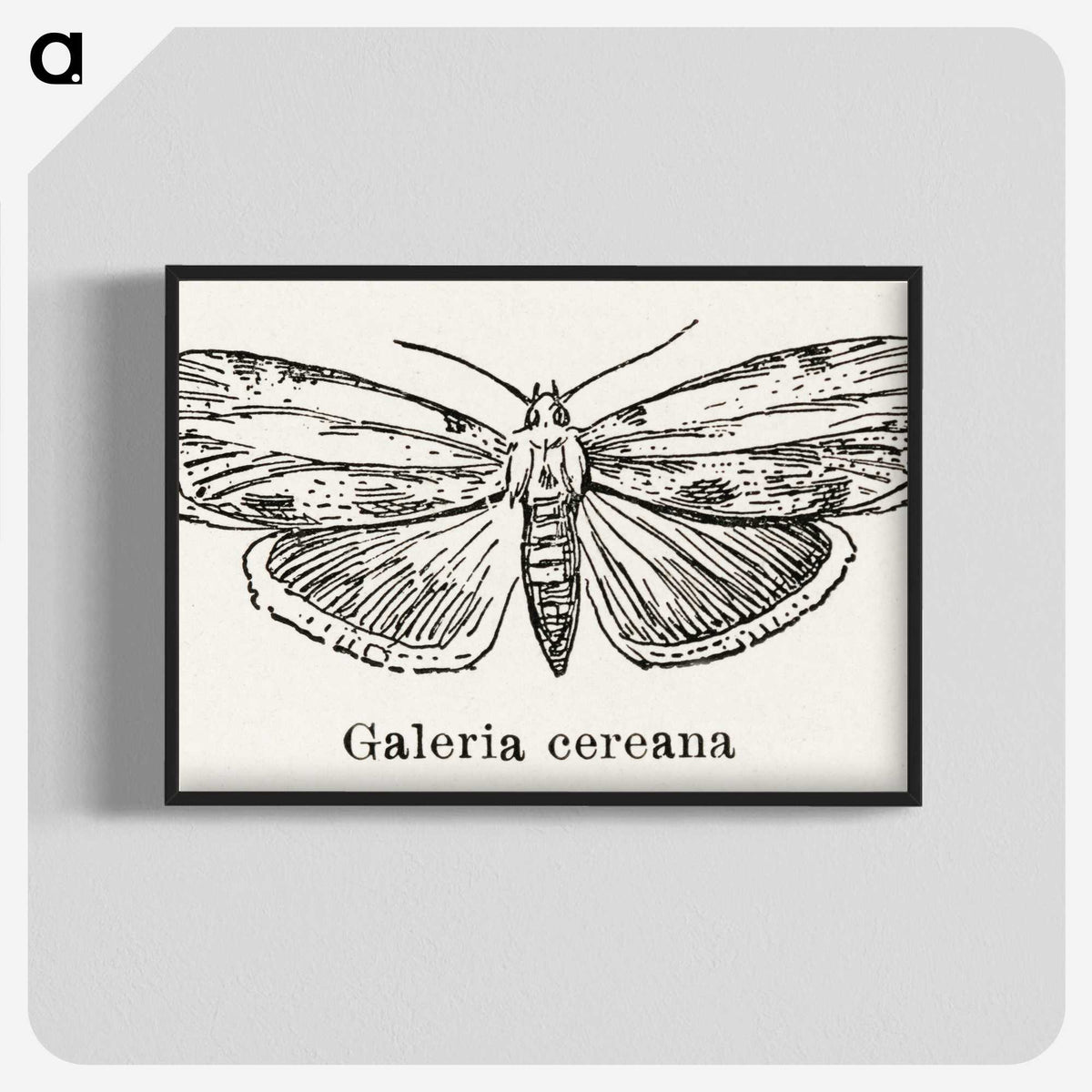 1-78_Moths-and-Butterflies-of-the-United-States_blk-crop