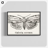 1-78_Moths-and-Butterflies-of-the-United-States_blk-crop