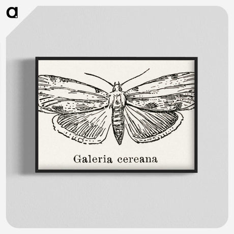 1-78_Moths-and-Butterflies-of-the-United-States_blk-crop