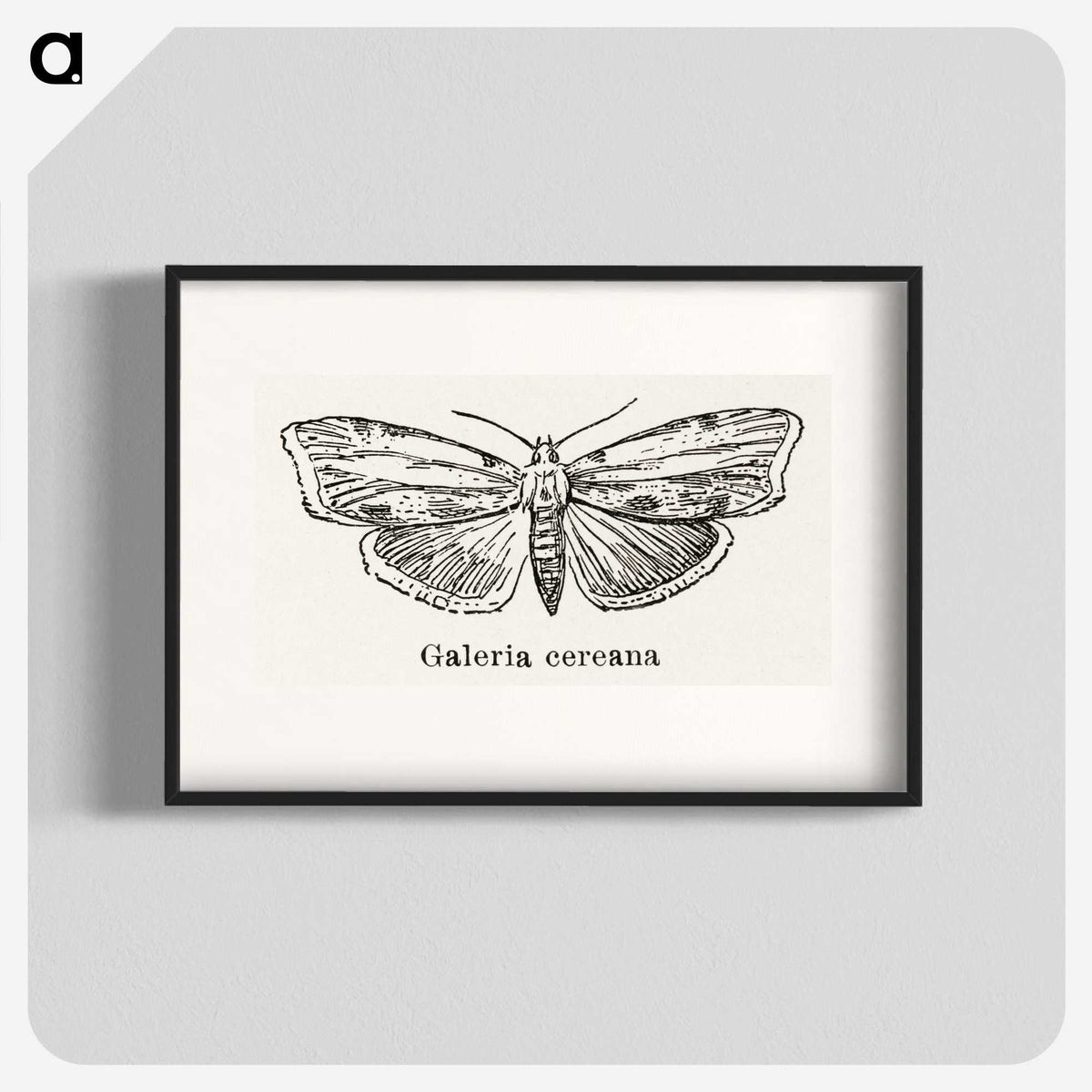 1-78_Moths-and-Butterflies-of-the-United-States_blk