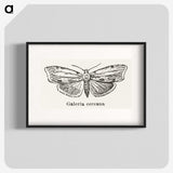 1-78_Moths-and-Butterflies-of-the-United-States_blk