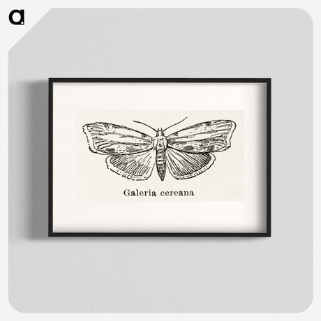 1-78_Moths-and-Butterflies-of-the-United-States_blk