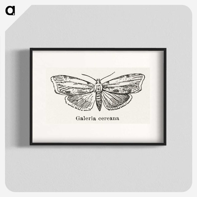 1-78_Moths-and-Butterflies-of-the-United-States_blk