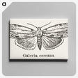 1-78_Moths-and-Butterflies-of-the-United-States_canvas