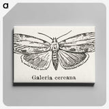 1-78_Moths-and-Butterflies-of-the-United-States_canvas