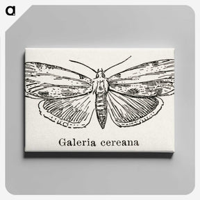1-78_Moths-and-Butterflies-of-the-United-States_canvas