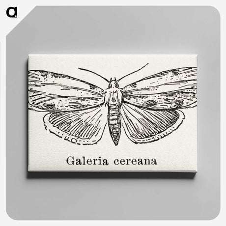 1-78_Moths-and-Butterflies-of-the-United-States_canvas