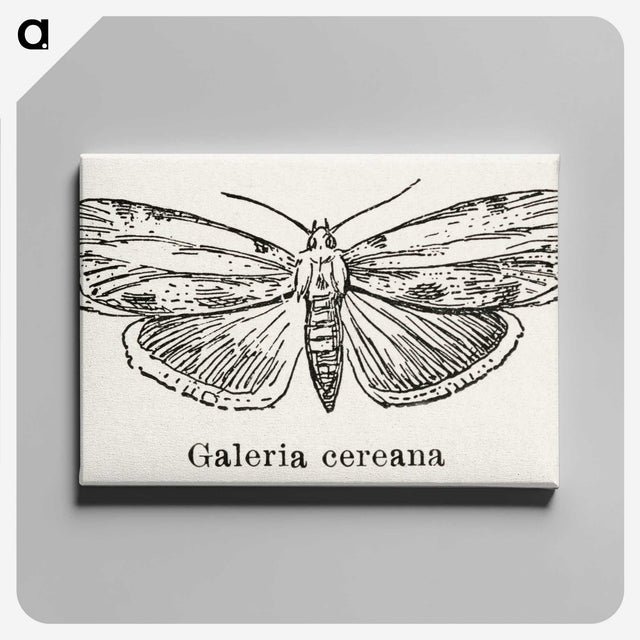 1-78_Moths-and-Butterflies-of-the-United-States_canvas