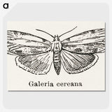 1-78_Moths-and-Butterflies-of-the-United-States_picture-crop