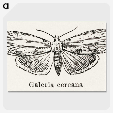 1-78_Moths-and-Butterflies-of-the-United-States_picture-crop