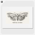 1-78_Moths-and-Butterflies-of-the-United-States_picture
