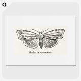 1-78_Moths-and-Butterflies-of-the-United-States_picture