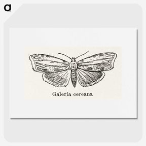 1-78_Moths-and-Butterflies-of-the-United-States_picture