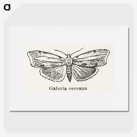 1-78_Moths-and-Butterflies-of-the-United-States_picture
