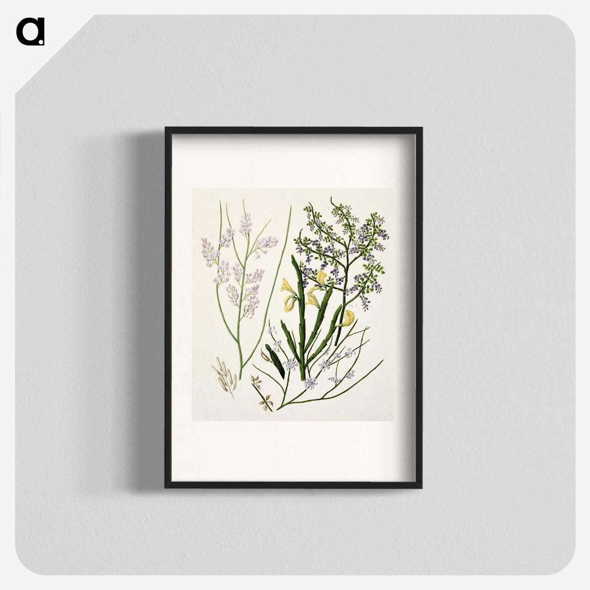 1-78_Native-Flowering-Plants-of-New-Zealand_blk