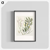 1-78_Native-Flowering-Plants-of-New-Zealand_blk