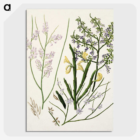 1-78_Native-Flowering-Plants-of-New-Zealand_picture-crop