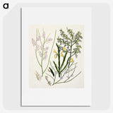 1-78_Native-Flowering-Plants-of-New-Zealand_picture