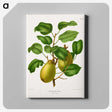 1-78_Nederlandsche-Flora-en-Pomona_canvas