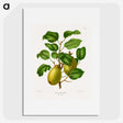 1-78_Nederlandsche-Flora-en-Pomona_picture