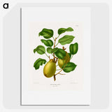 1-78_Nederlandsche-Flora-en-Pomona_picture
