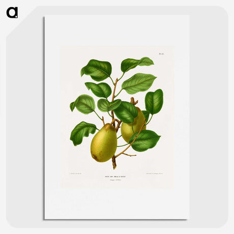1-78_Nederlandsche-Flora-en-Pomona_picture