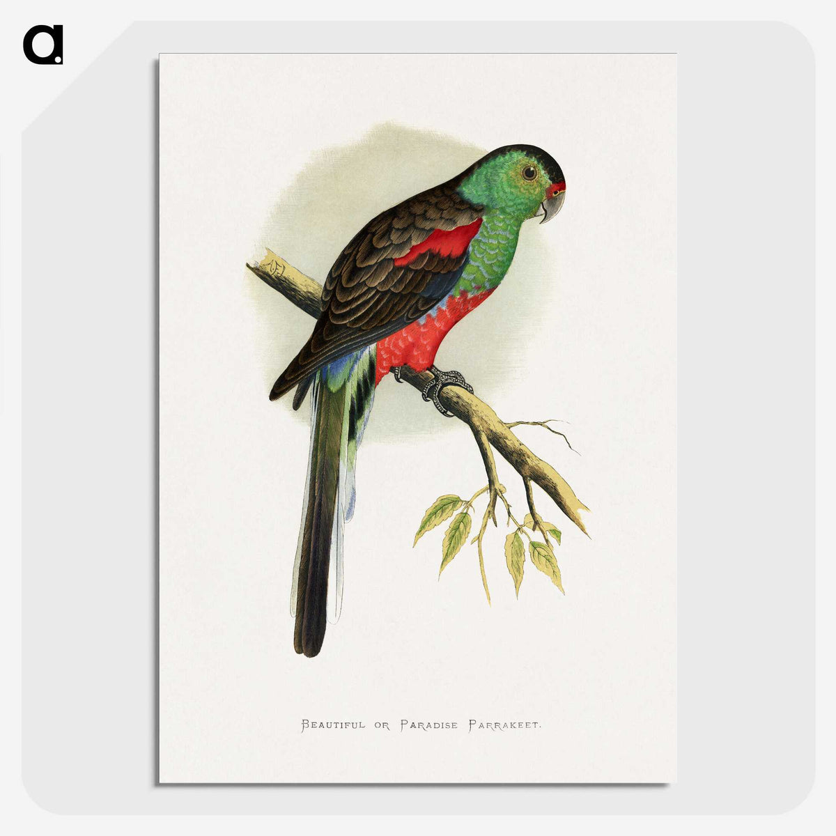 1-78_Parrots-in-Captivity_picture-crop