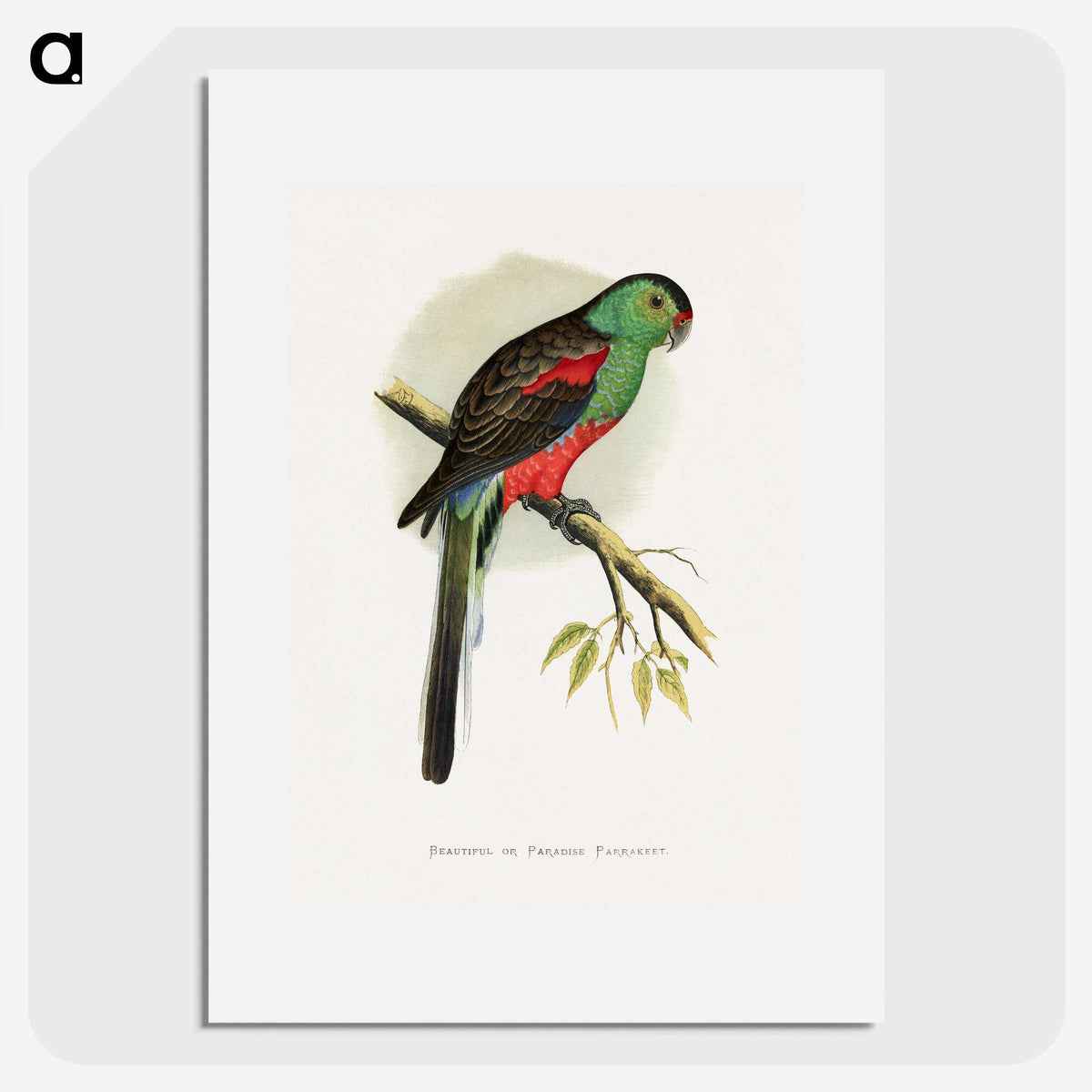 1-78_Parrots-in-Captivity_picture