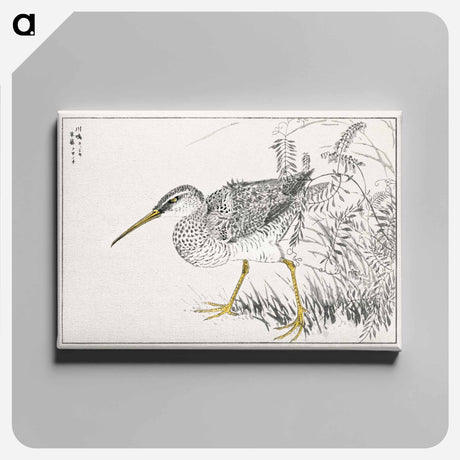 アートパネル-Eastern Whimbrel and Wisteria Vine
 - 鳥類図鑑 Canvas.