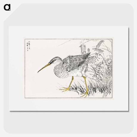 アートポスター-Eastern Whimbrel and Wisteria Vine
 - 鳥類図鑑 Poster.